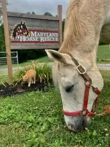 Maryland Horse Rescue