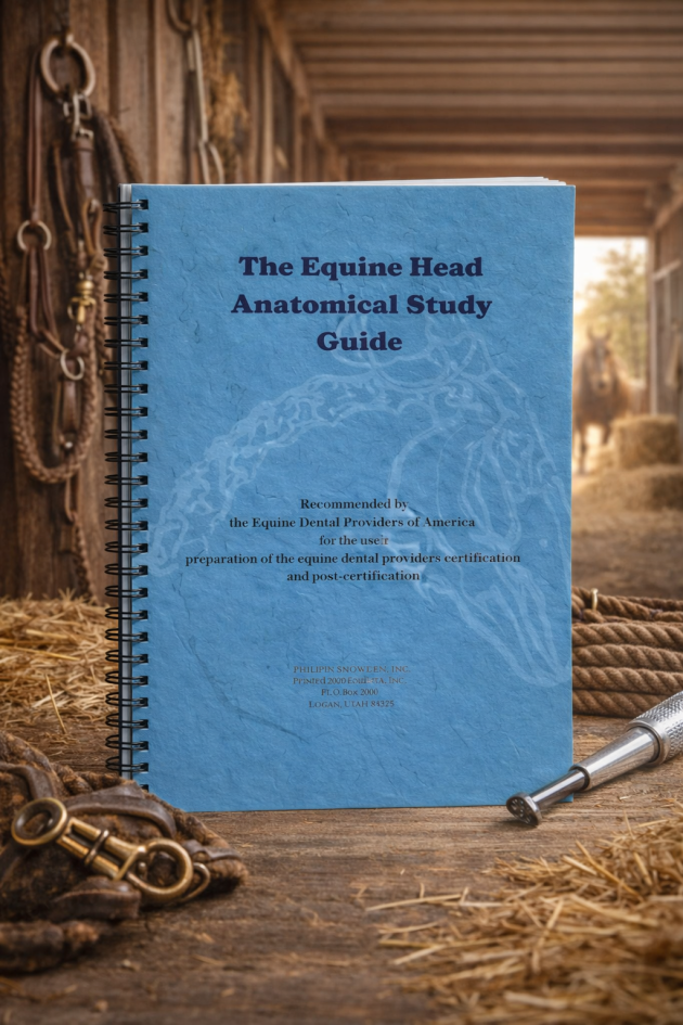 The Equine Head Anatomical Study Guide