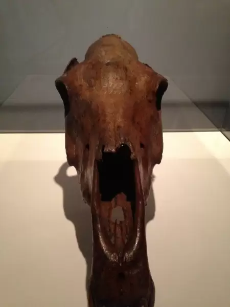 Ice Age Horse Skull found in Alaska